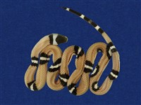 藏品(牛奶蛇)的圖片